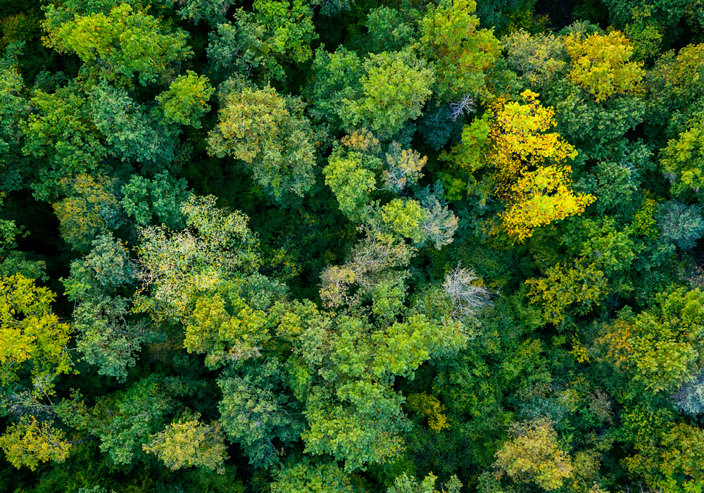 Sustainability In Action